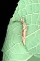 Larva