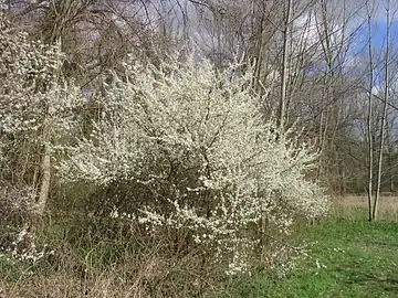 Plant in flower in early spring