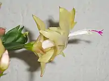 A small portion of green stem is to the left. A yellow flower seen from the side extends to the right. Stamens and a style extend out of the flower. Running from left to right the flower tilts upwards. At the end of the flower the upper petals are only bent back a short way, whereas the lower petals are bent almost back on themselves.