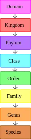 The hierarchy of scientific classification