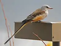 Scissor-tailed flycatcher at the National Aviary in Pittsburgh, Pennsylvania