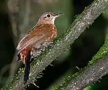 Rufous-breasted leaftosser