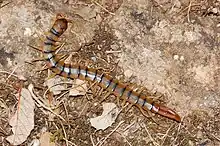 Image 16Scolopendra cingulata, a centipede (from Myriapoda)