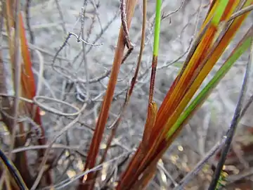 Base flowering stems (culms)