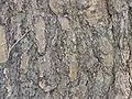 Bark closeup