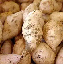 "Monilochaetes infuscans" on Okinawan purple variety of "Ipomoea batatas"