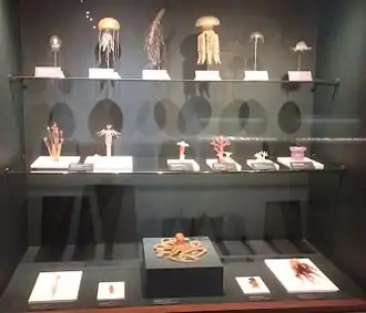 A sample of the Blaschka invertebrate models