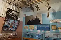 Sea birds display