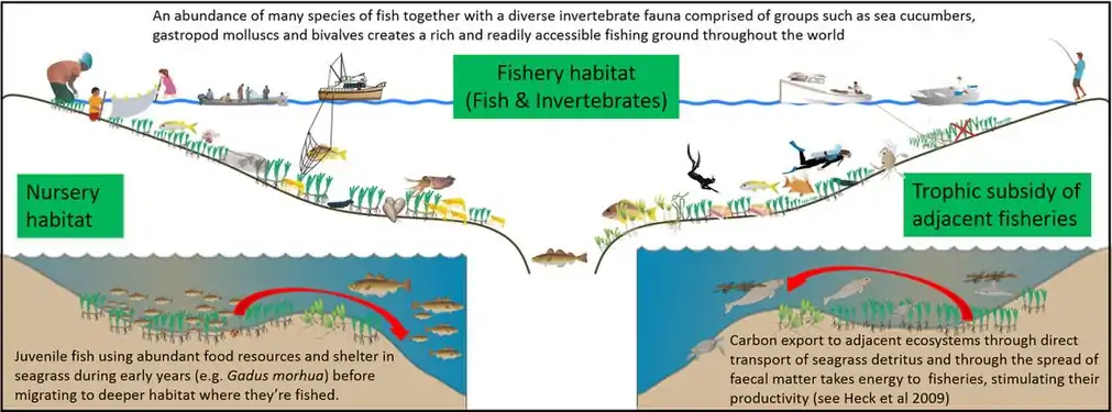 Seagrass meadows support global food security by (1) providing nursery habitat for fish stocks in adjacent and deep water habitats, (2) creating expansive fishery habitat rich in fauna, and (3) by providing trophic support to adjacent fisheries. They also provide support by promoting the health of fisheries associated with connected habitats, such as coral reefs.