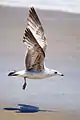 Juvenile ring-billed gull at Sandy Hook, New Jersey