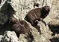 pups at Palliser Bay, New Zealand