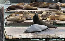 Photo of sea lions crowded together on dock