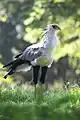 Secretary Bird