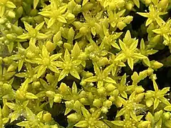 Sedum acre (L.) Link. — Wall pepper