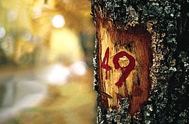 Quercus pyrenaica marked for logging near the N-110 (1976)