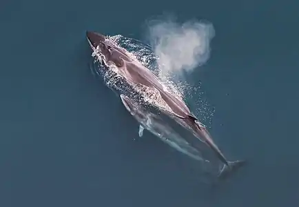 Balaenoptera borealis