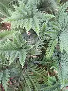 Fern-like plant