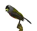 Toucan barbet