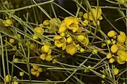 Subsp. filifolia in Currawinya National Park