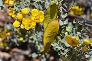 Subsp. helmsii in West MacDonnell National Park