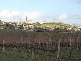 The Gaillac Vineyard with Senouillac beyond