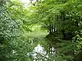 Pond through trees