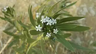 Senwar (in Sindhi) plant in Kirthar Mountain