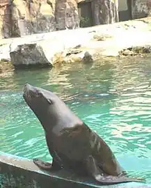 A sea lion at the zoo at Seoul Grand Park