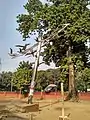 The sculpture " Shantir Paira" (means Dove of Peace ) in front of TSC of Dhaka University made by Sculptor Hamiduzzaman Khan. (Photo of November 2018)