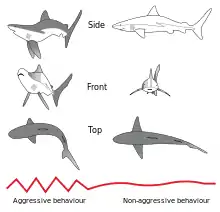 Image 26Postural elements of the agonistic display of the Gray Reef Shark (from Shark agonistic display)