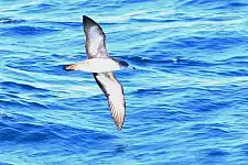 Pink-footed shearwater