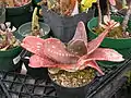 'Cala' cultivar - reddened by sun in cultivation - showing compact leaves with wavy, wrinkled margins.