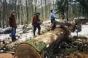 More thick oaks for the wide parts of the frames