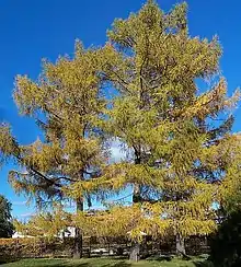 Larch Taymyr lowlands 48,000–25,000 YBP, then later 9,400-2,900 YBP