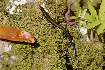 Dorsal view