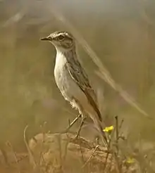 Stolickza's bushchat at Kutch