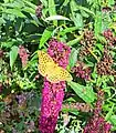 Silver washed fritillary in a garden at Sharptor