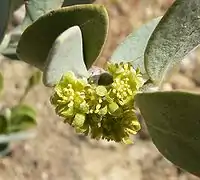 Close-up of male Simmondsia chinensis flowers