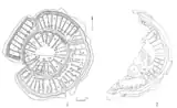 Arkaim and Sintashta settlement ground plans