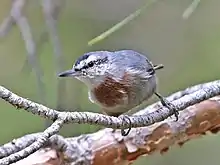 A gray bird with white face and orange body at the branch of tree