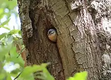 A gray bird inside the tree hole