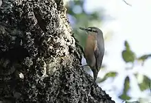 A gray bird with brown body, gleaning