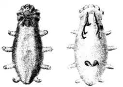 Elpidia glacialis