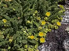 Photograph of the plant with yellow flowers