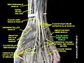 Flexor digiti minimi brevis muscle