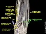 Extensor digitorum muscle