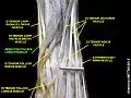 Abductor pollicis longus muscle