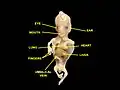 Human embryo, 38 mm, 8–9 weeks–anterior view, heart is visible.