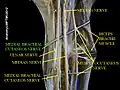 Medial brachial cutaneous nerve