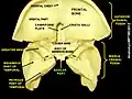 Basilar part of occipital bone